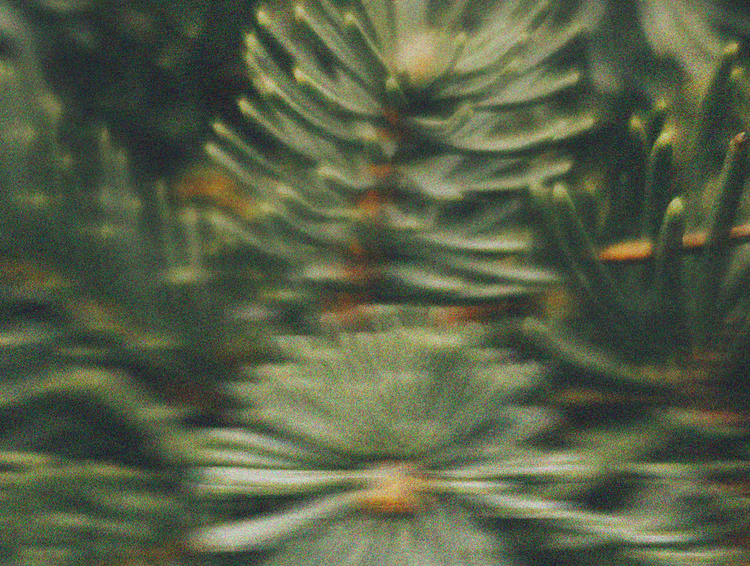 Nos fragrances boisées