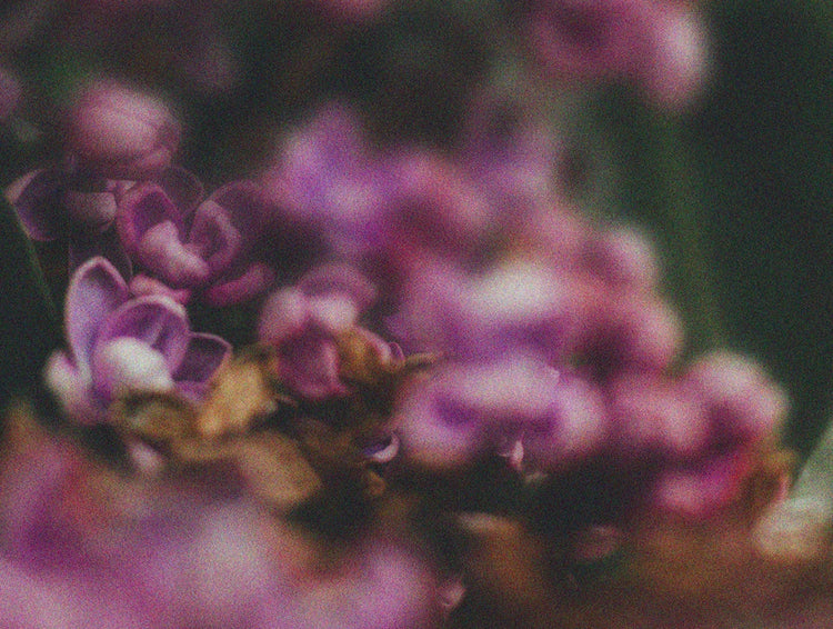 Nos fragrances florales