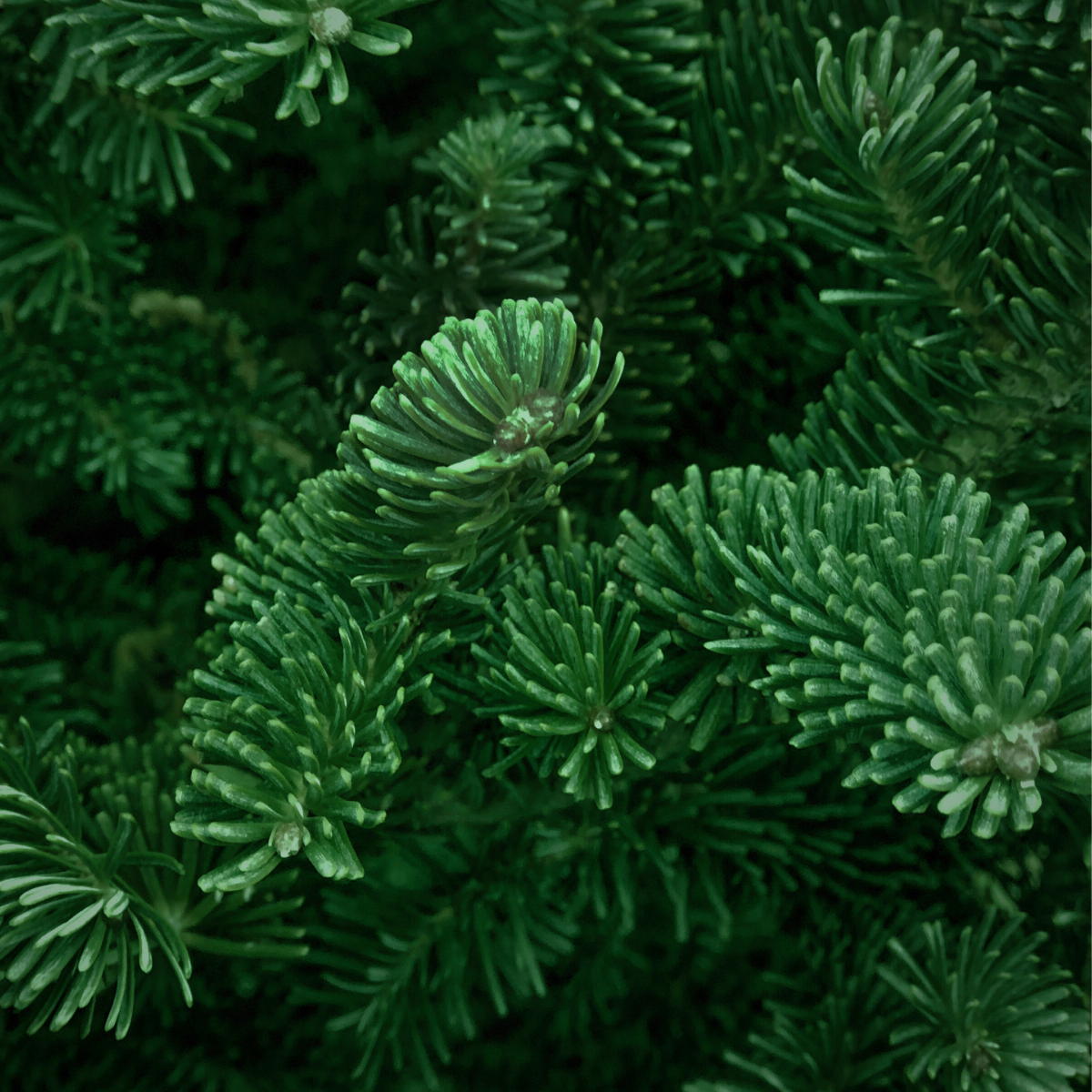 Encens conifère & champagne