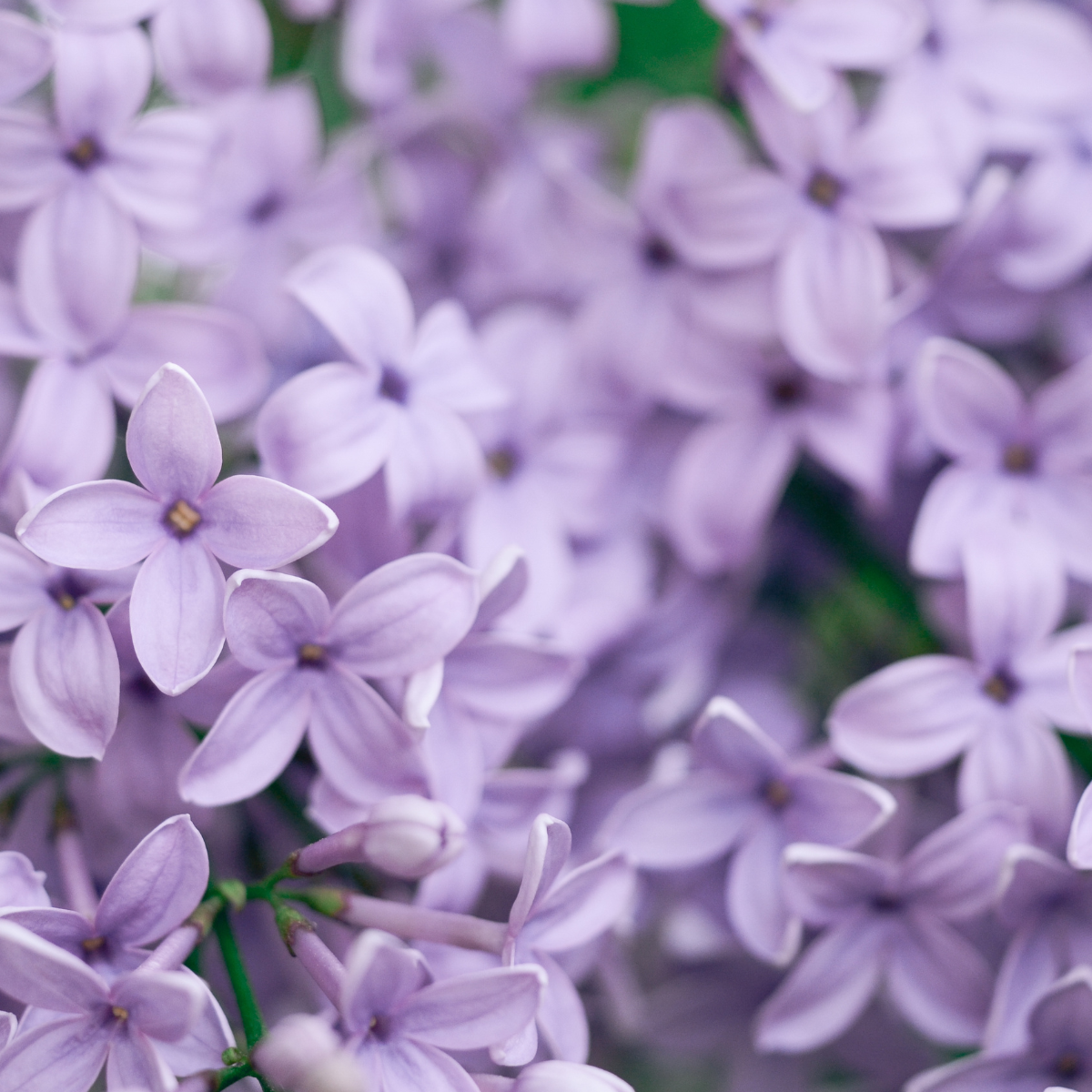 Encens lilas & saule