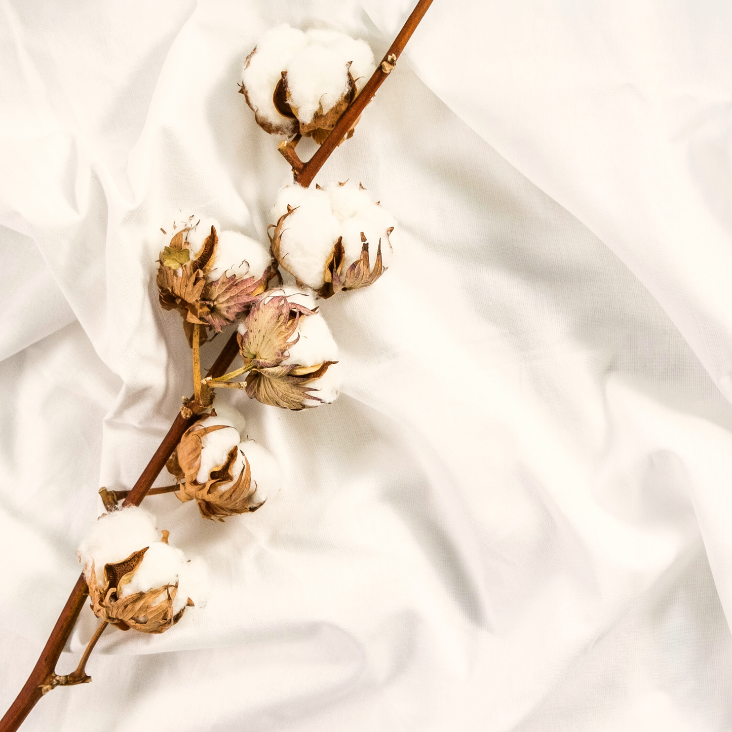 Fresh cotton fragrance