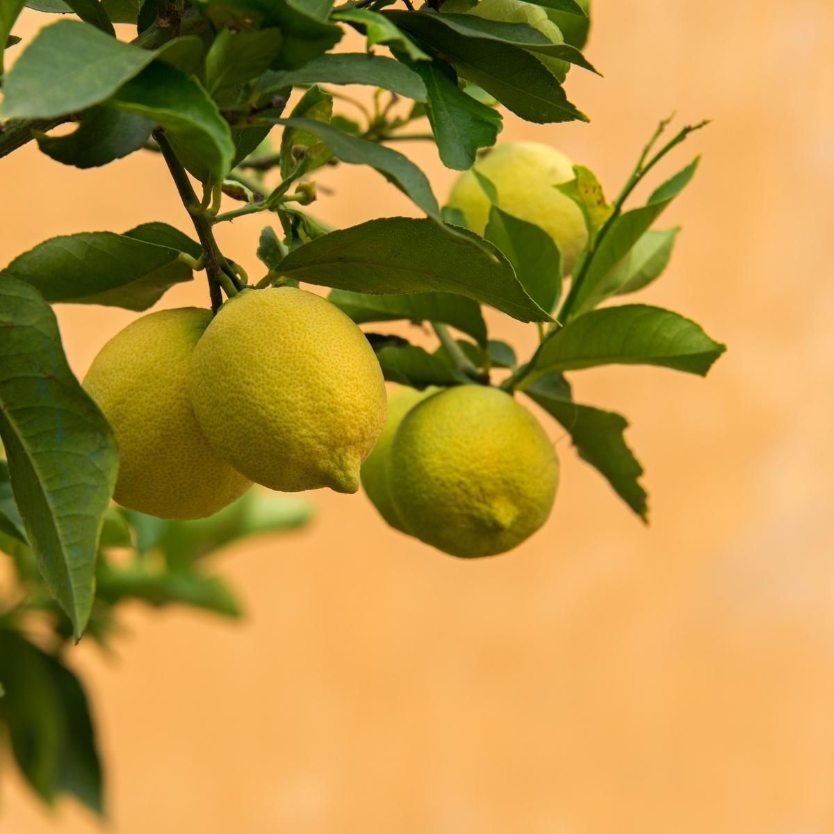 Fragrance citron