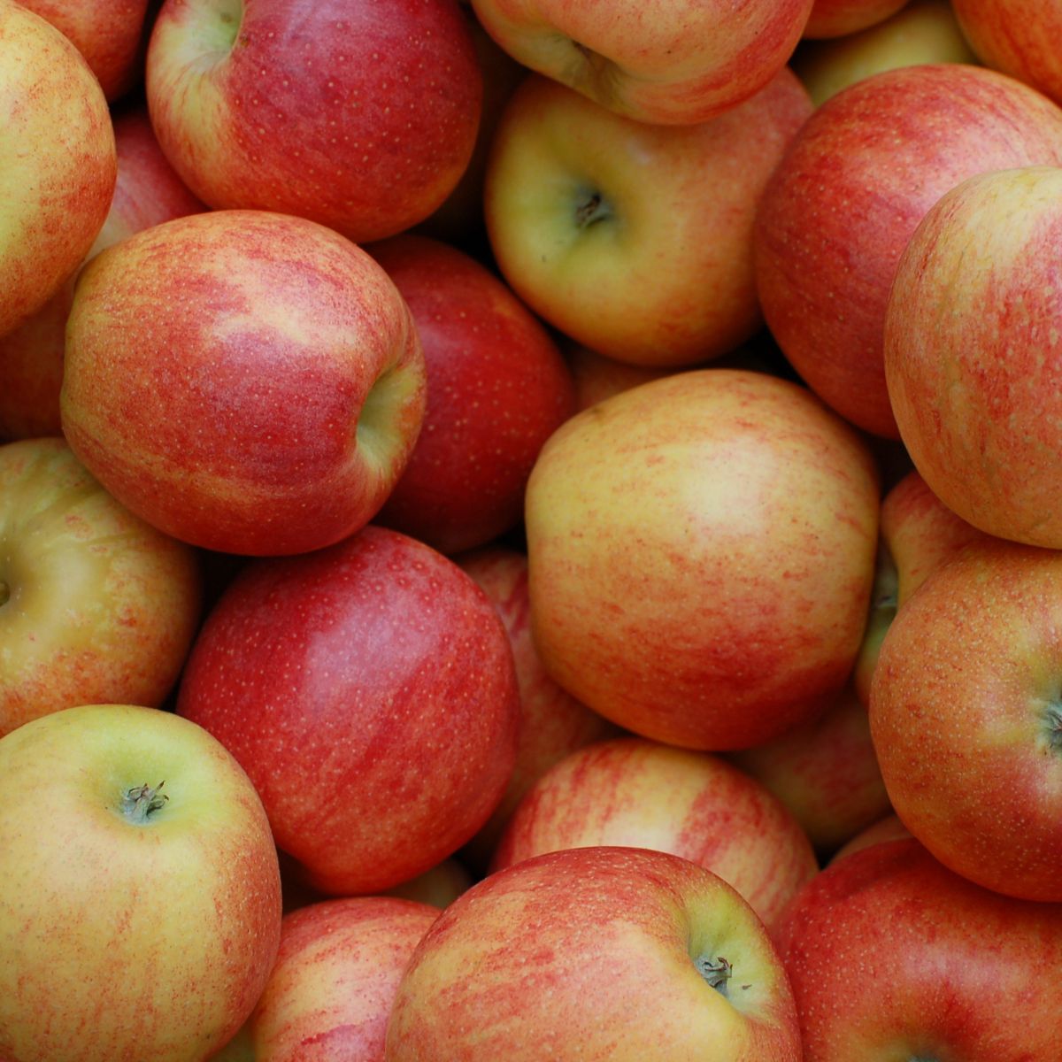 Fragrance pomme mcintosh