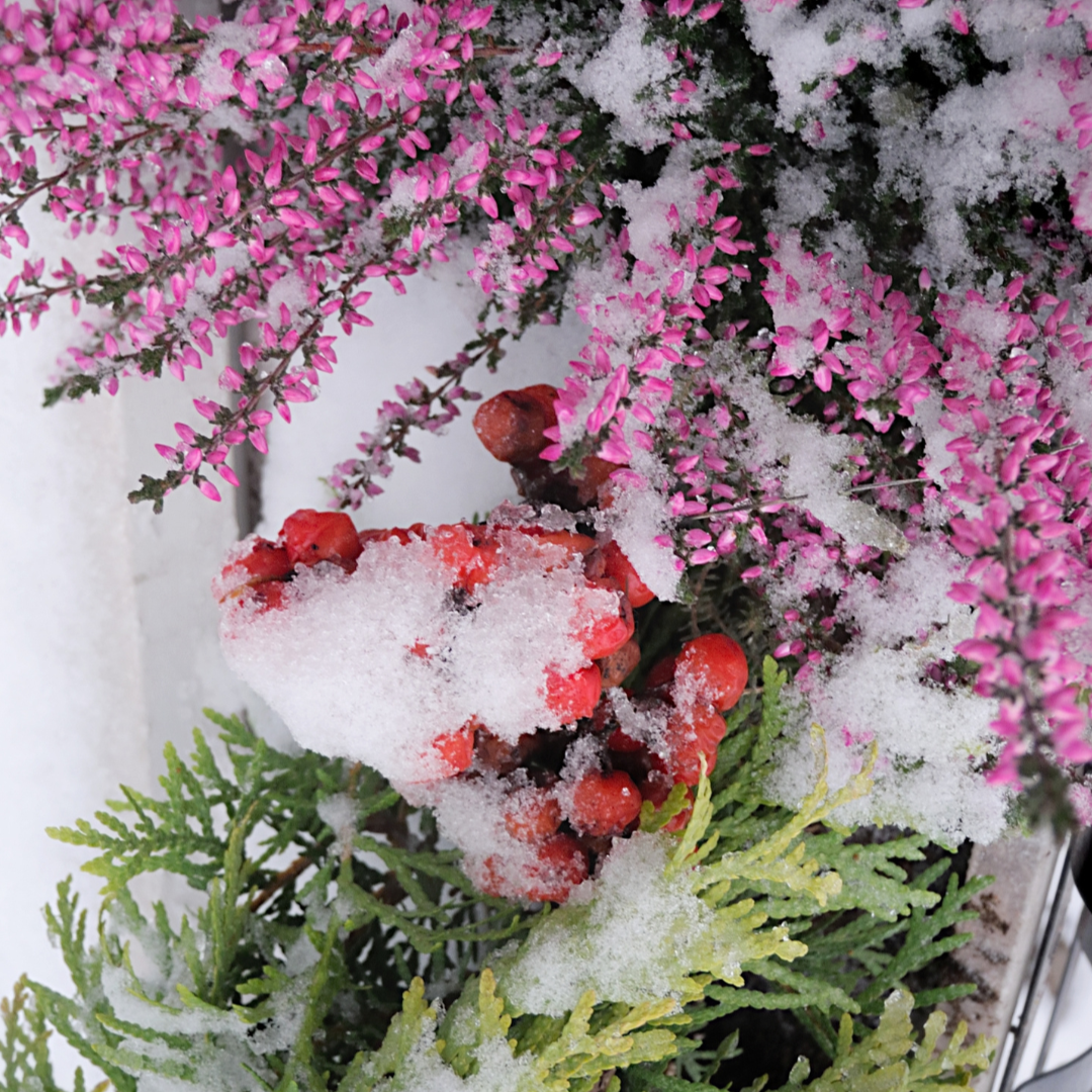 Image of snow covered flowers and branches