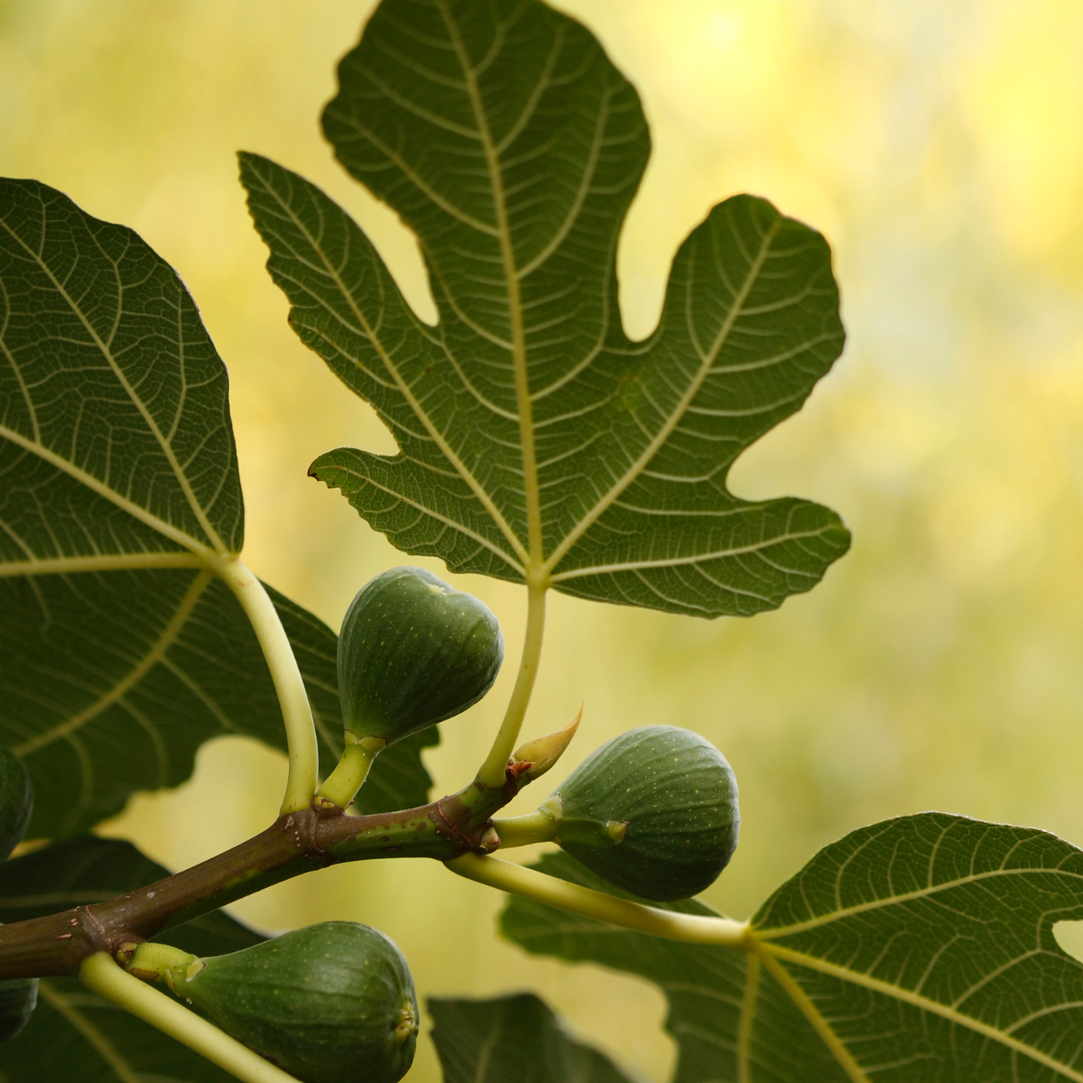 Fig leaf & jasmine fragrance