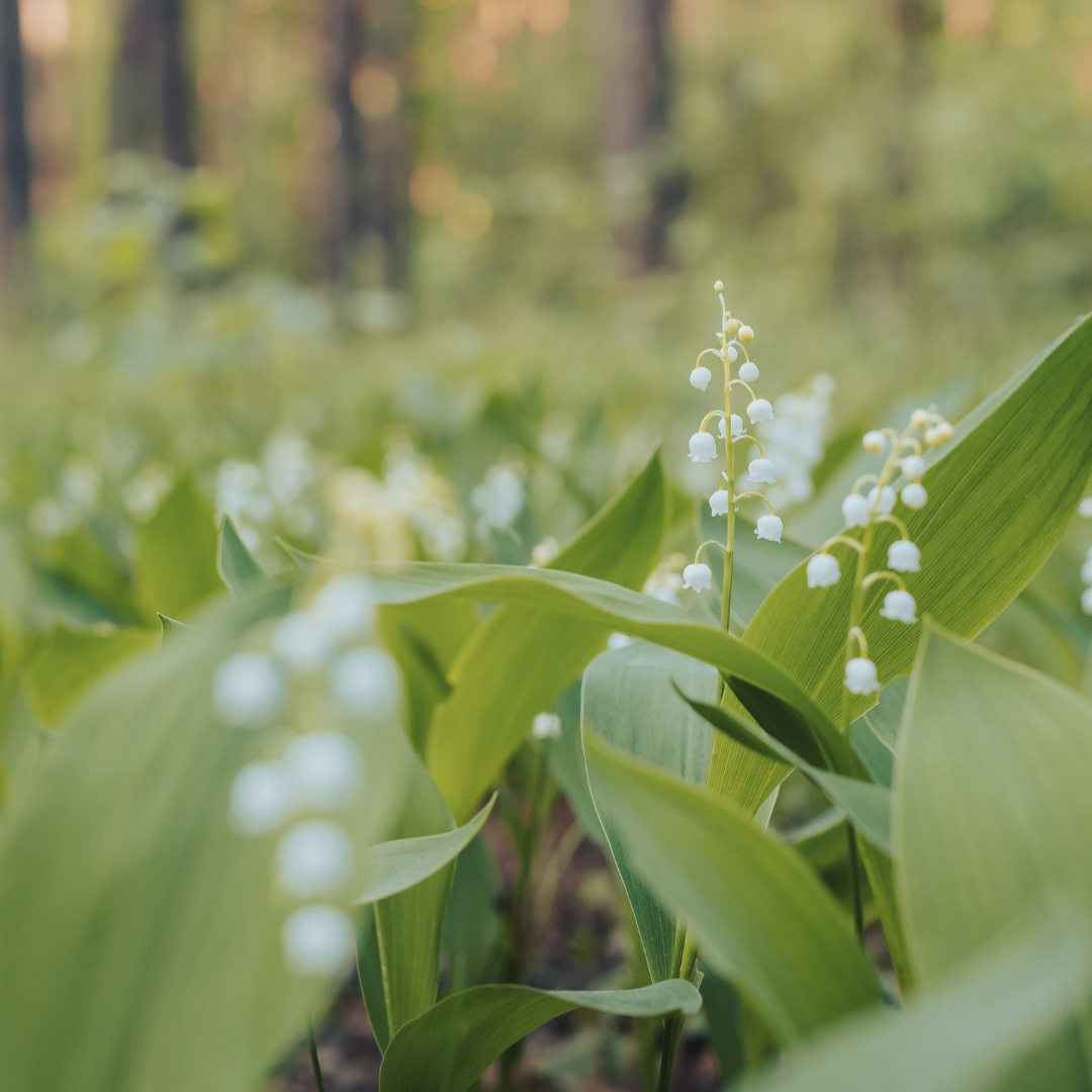 Image of a field of lilies of the valley